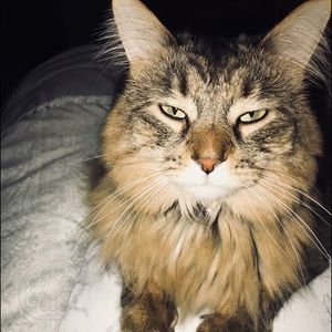 Meet your Posher, Bell